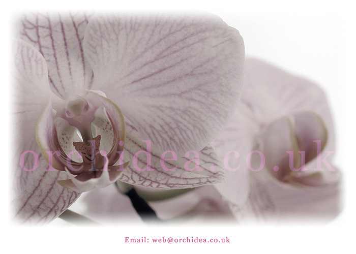 Orchidea.co.uk